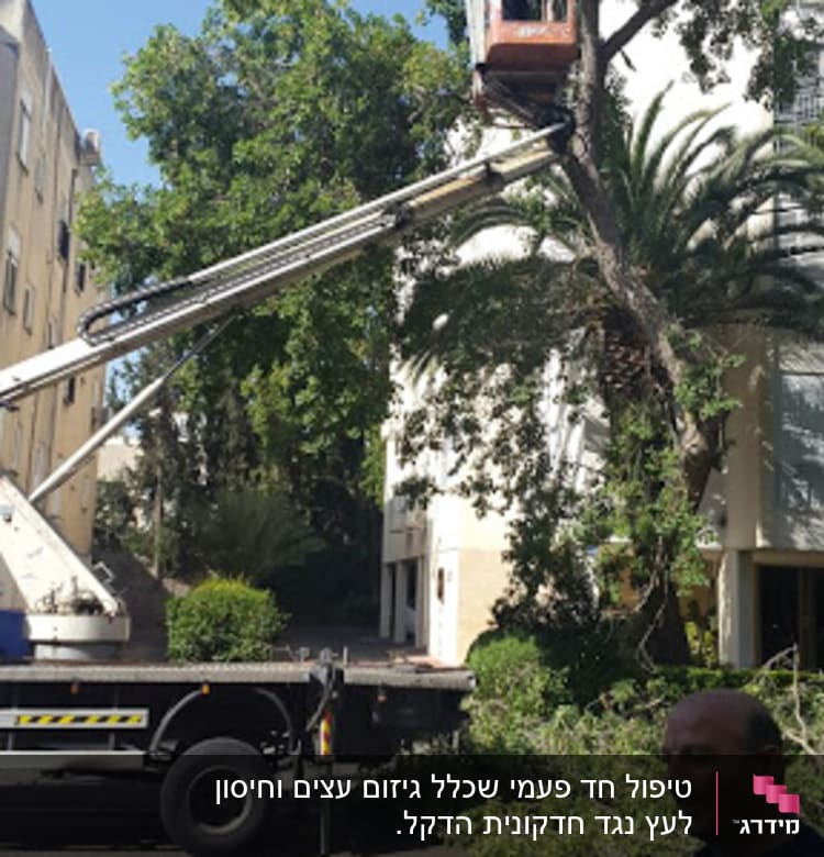 אדם בגובה על מנוף גוזם עץ עם מסור